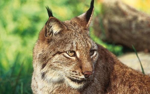 Lynx portrait