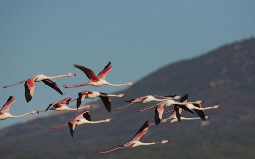 Flying flamingos, in the background there is a mountain.
