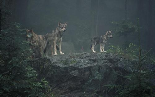Wolfsfamilie auf Felsen