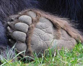 Close-up of a bear paw