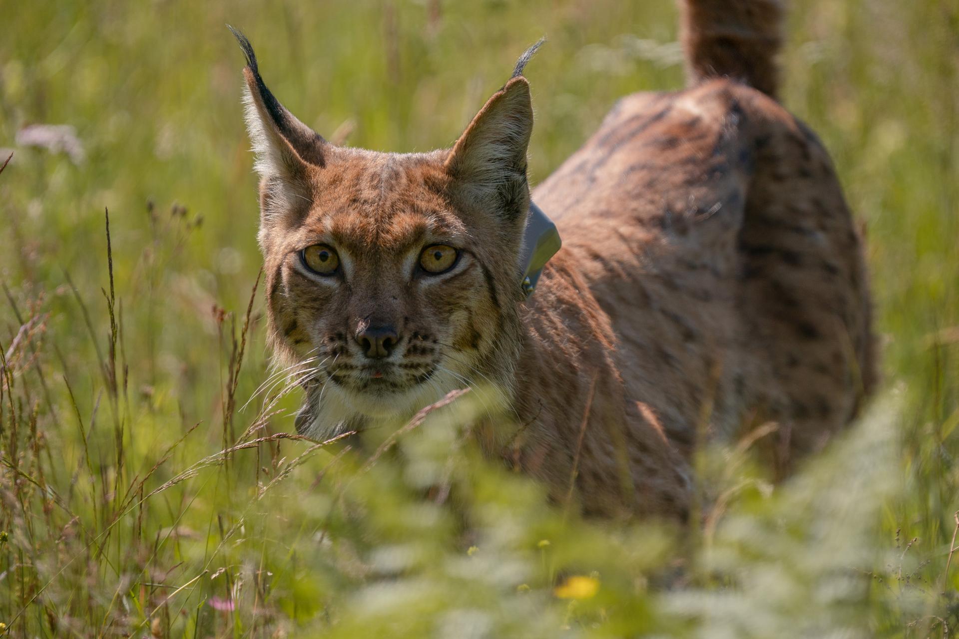 Lynx in tall grass