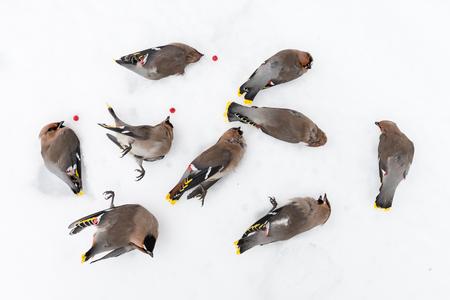 Waxwings died after colliding with glass