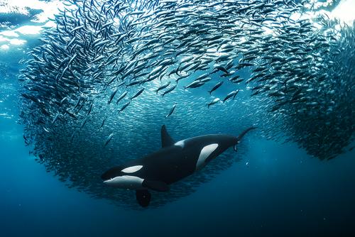 Orca jagt Heringsschwarm