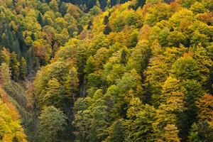 Forest in Romania in autumn