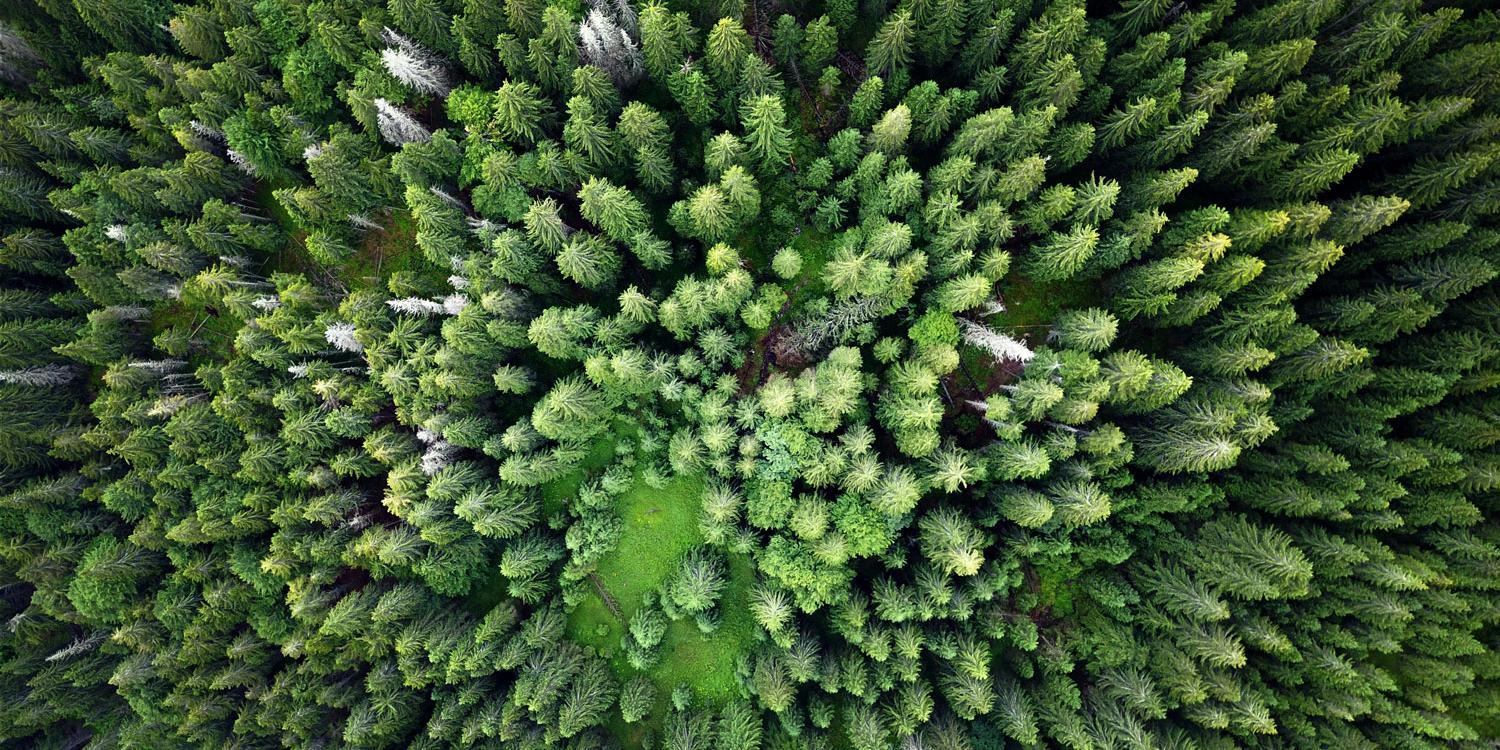 Luftbild von Urwald in Rumänien
