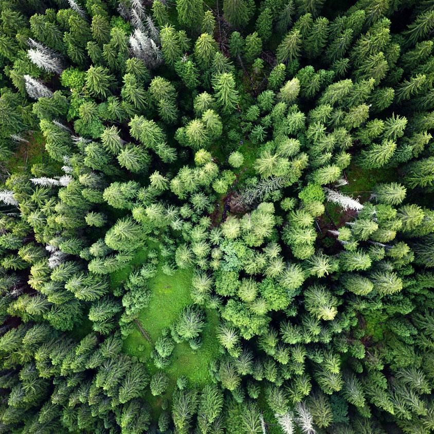 Aerial photo of primeval forest in Romania