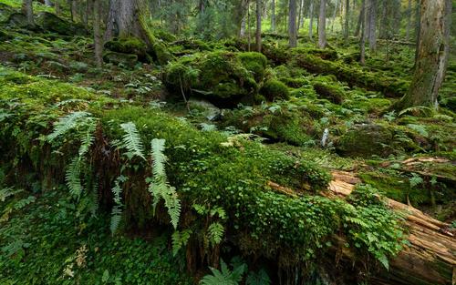 The forest floor in a Romanian primeval forest is covered with mosses and ferns.