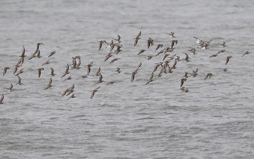 A flock of dunlin flies over the water of the Ulcinj Salina.