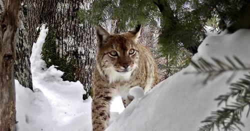 Photo by a camera trap of a Balkan lynx in the snow.
