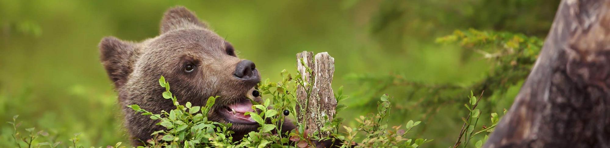 Ein junger Braunbär isst Blaubeeren im Wald.