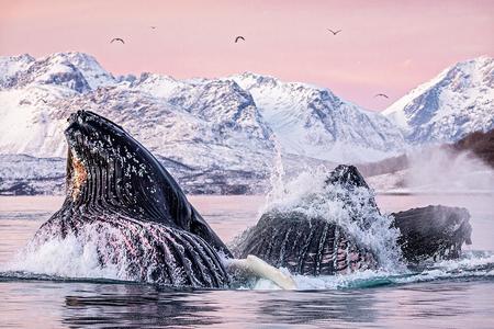 Eating humpback whales