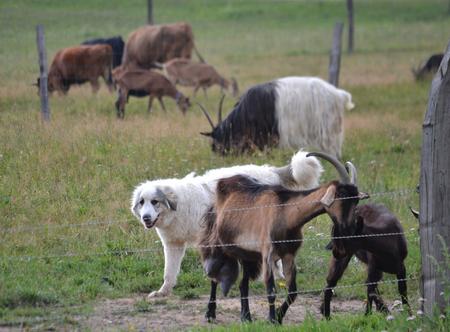 A herding dog is guarding goats