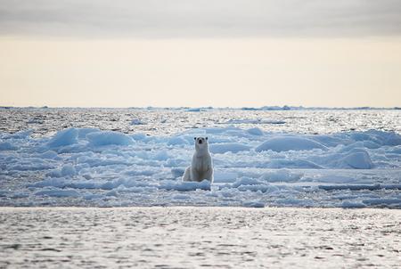 Sitzender Eisbär mit Eisschollen und Meer