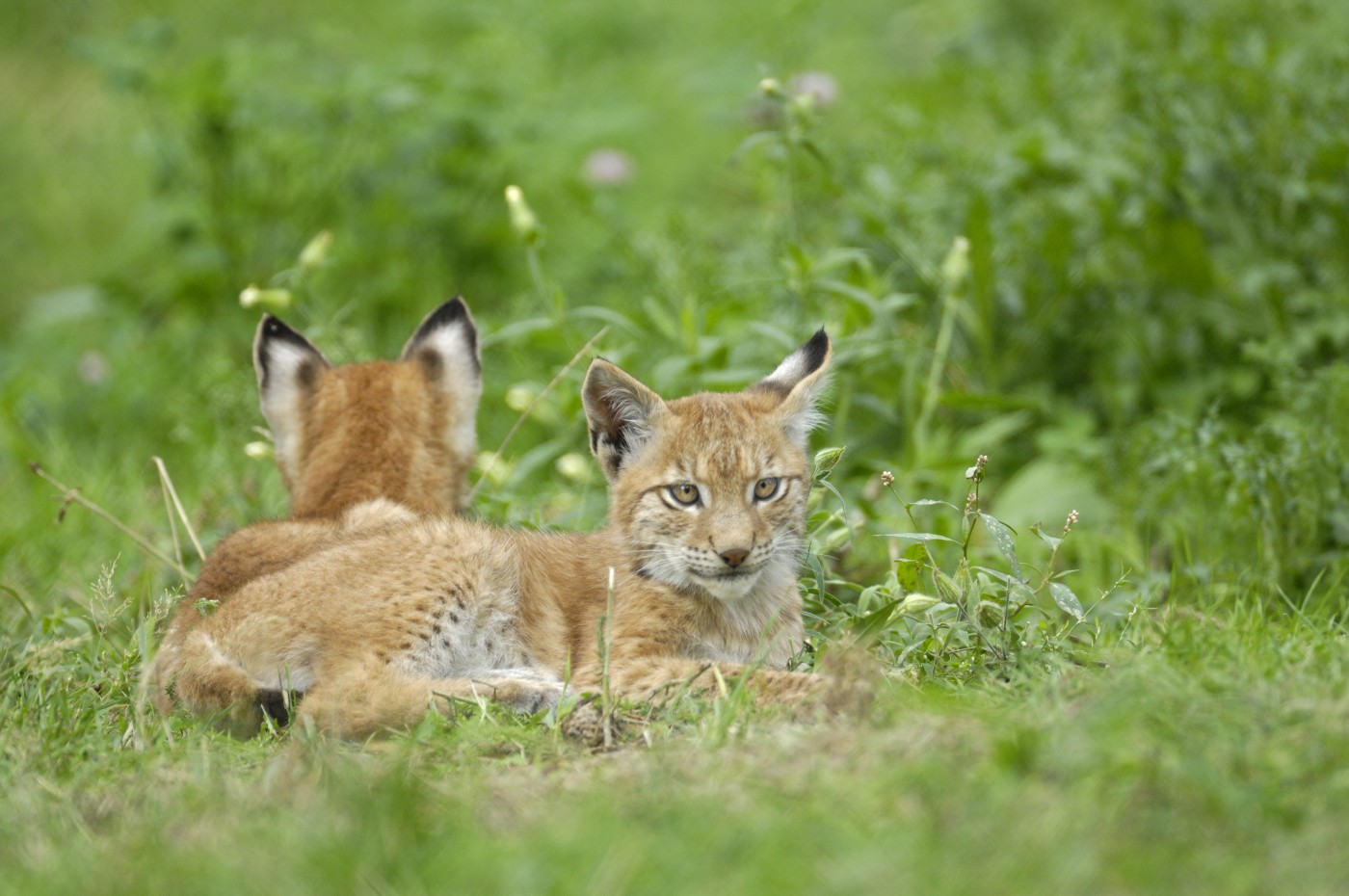 European lynx, cub