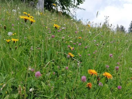 Biodiversity with flowers in a meadow