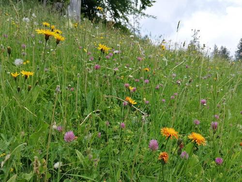 Biodiversity with flowers in a meadow