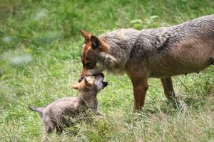 Protecting Wolves In Europe - EuroNatur