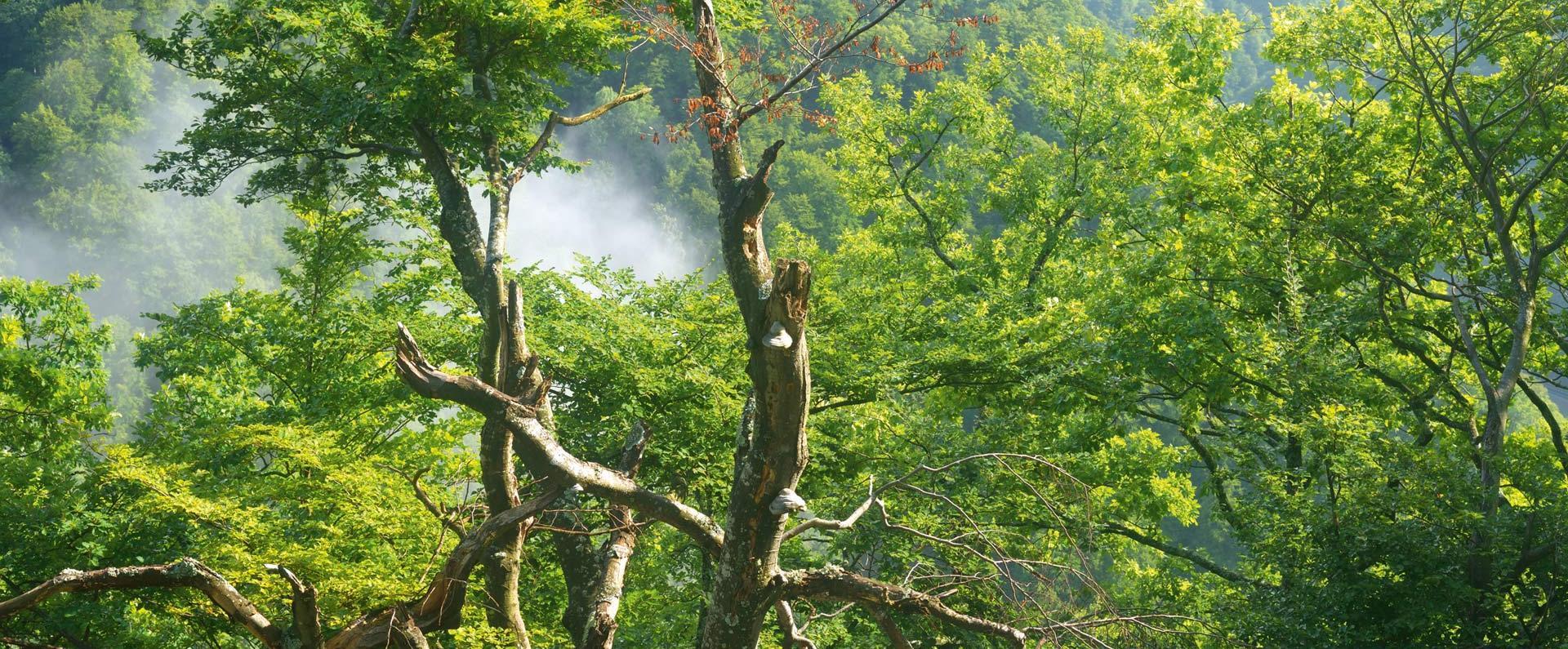 Blick durch die Bäume auf ein bewaldetes Tal aus dem Wolken aufsteigen.