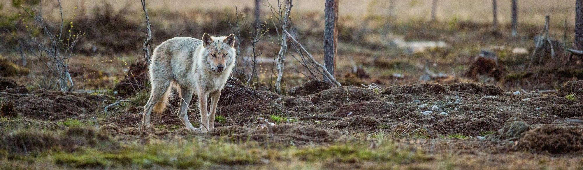 A single wolf in front of trees.