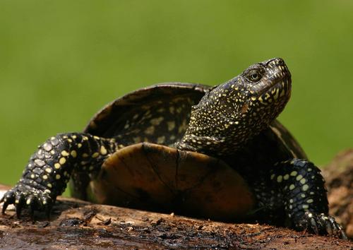 Schildkröte Europa