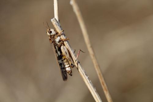 nicht näher bestimmte Heuschrecke an Grasstengel