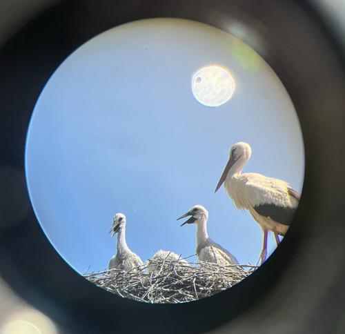 Adult bird with young storks in the eyrie