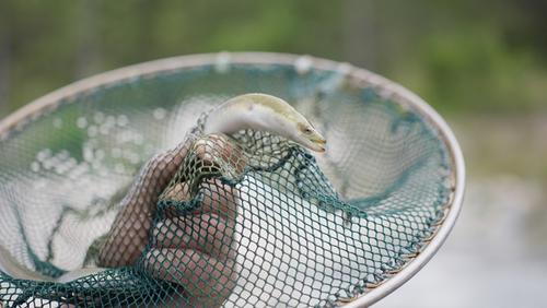 Eel in the net