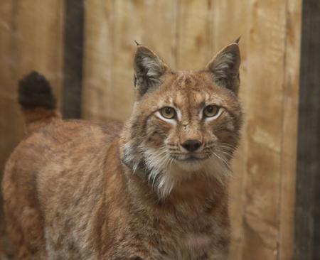 Lynx Goru before his release
