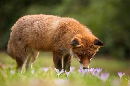 Fuchs schnüffelt an Herbstzeitlose