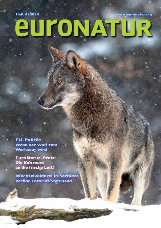 Titelseite des EuroNatur-Magazins mit einem Wolf auf dem Titelblatt.