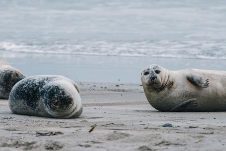 Seals on Heligoland