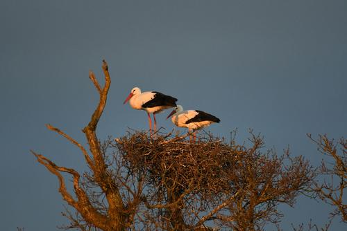 Storchenpaar auf Horst im Abendlicht