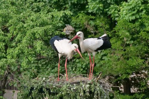 Stork couple