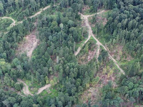 Drone photo of logging roads in the Ceahlău Mountains.