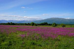 A sea of blossom in Livanjsko Polje.