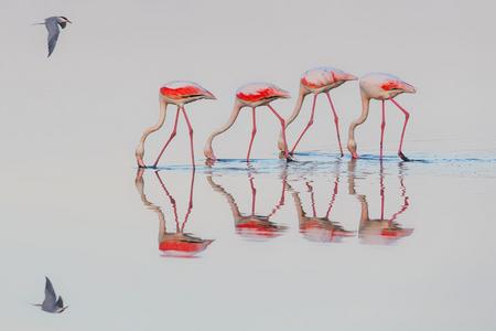 Vier Flamingos, die sich im Wasser spiegeln