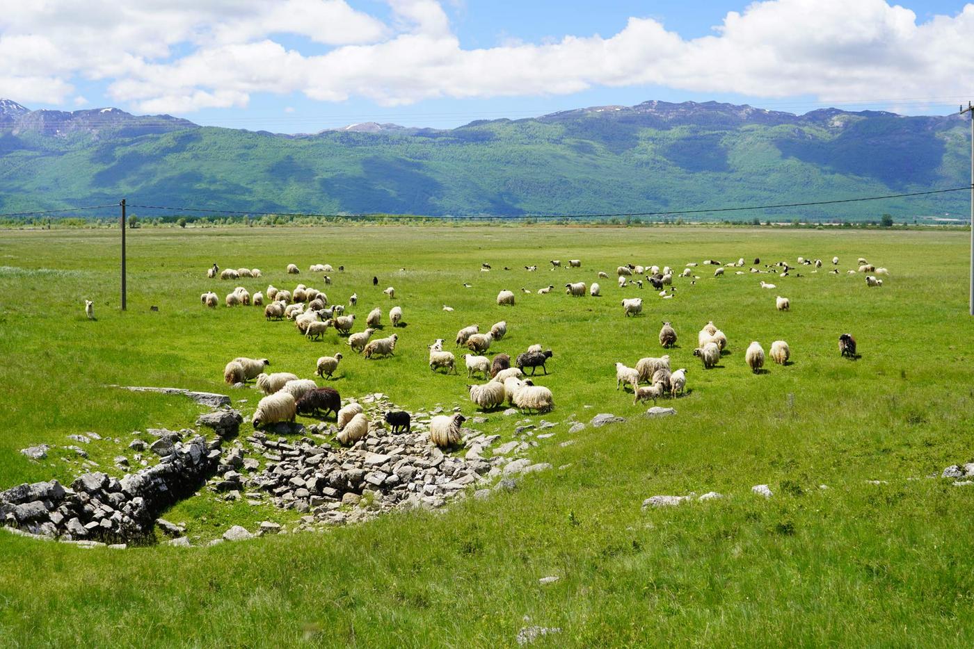 Sheep grazing in Livanjsko Polje