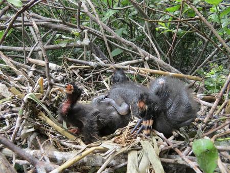 Sichler-Küken in einem Nest