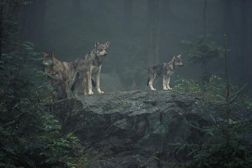 Three wolves standing on a rock in a forest