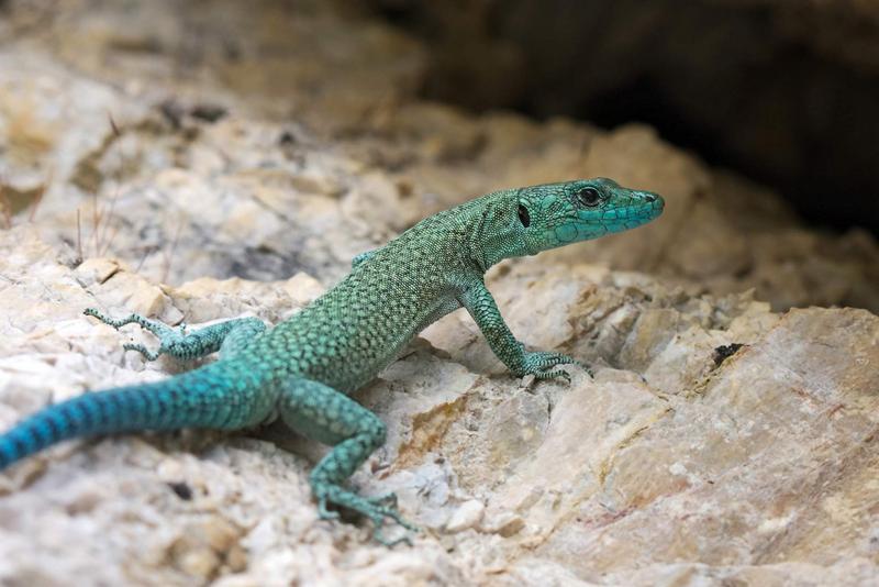 Sharp-snouted rock lizard (Dalmatolacerta-oxycephala) on a stone.