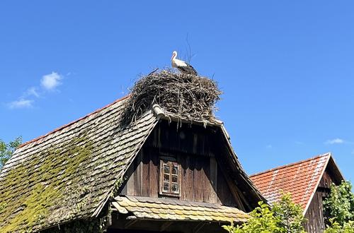 Storch im Horst auf typischem Holzhaus in Čigoć