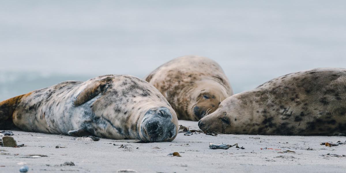 dösende Kegelrobben auf Helgoland