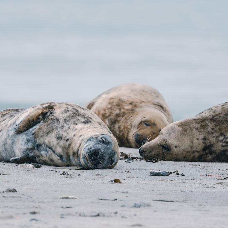 dösende Kegelrobben auf Helgoland