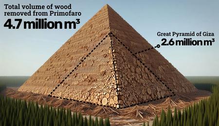 Pyramid of cut wood © EuroNatur/Agent Green The Great Pyramid of Giza seems small compared to the amount of wood taken from Romanian old-growth forests.
