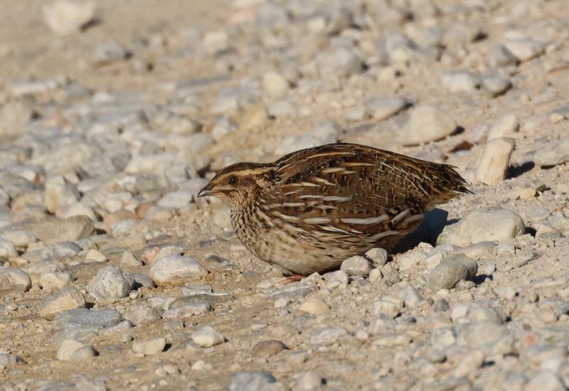 squatting quail