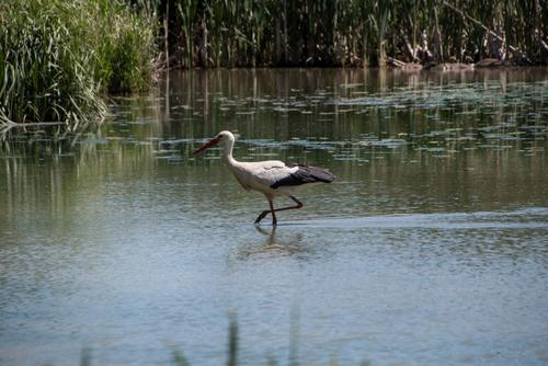 White stork in a pond on the KNEPP Estate