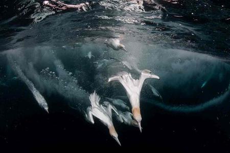 Unterwasserbild von Vögeln, die ins Wasser eintauchen