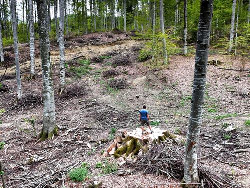 Logging site in the Vanatori Neamt Nature Park. A person stands on a tree stump with a diameter of more than 2.3 metres.