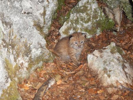 A very small baby Balkan lynx sits between stones on fallen leaves.