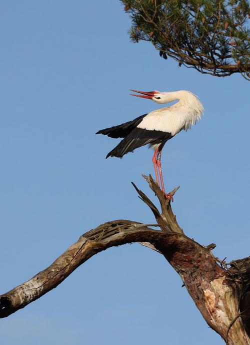 chattering white stork